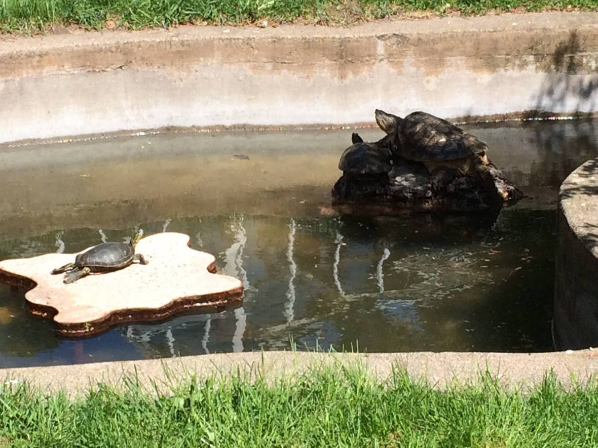 13119821_995330180552472_1122115126857660658_o